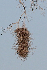 Phacellodomus rufifrons