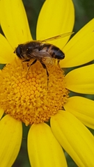 Eristalis tenax
