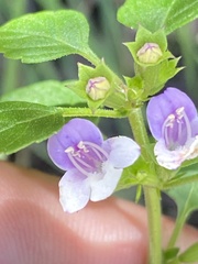 Clinopodium ganderi