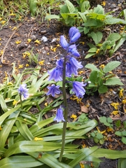 Hyacinthoides × massartiana