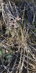 Nonea pulla