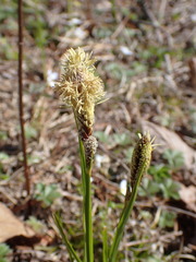 Carex vestita
