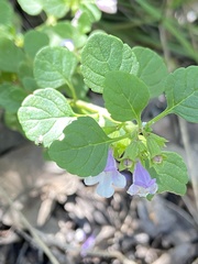 Clinopodium ganderi