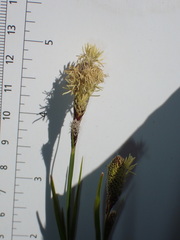 Carex vestita