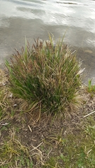 Carex elata
