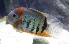 Banded Cichlid photo 2