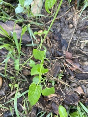 Funastrum cynanchoides