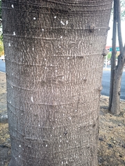 Enterolobium cyclocarpum