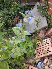 Pentaglottis sempervirens