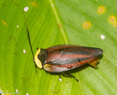 Rochaina aequatorialis