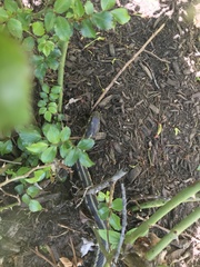 Thamnophis sirtalis semifasciatus