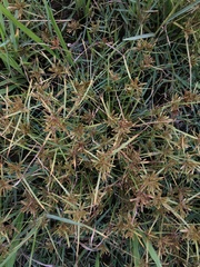 Cyperus eragrostis