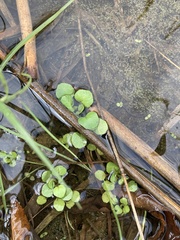 Nasturtium officinale