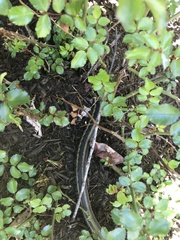 Thamnophis sirtalis semifasciatus