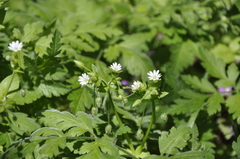 Stellaria neglecta