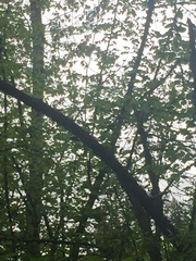 Certhia americana