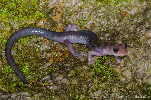 Southern Gray-cheeked Salamander