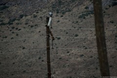 Melierax canorus canorus