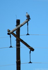 Melierax canorus canorus