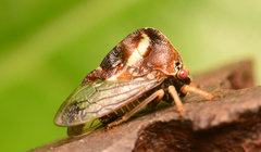 Smilia camelus