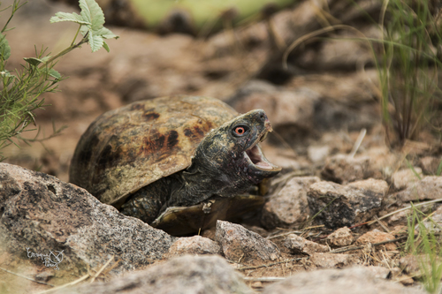 Ornate Box Turtle, Janos, MX-CH, MX, photo 10 of 10
