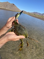 Callinectes bellicosus