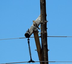 Falco rupicoloides