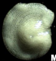 Soritidae
