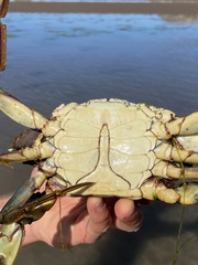 Callinectes bellicosus