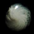 Soritidae
