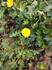 Taraxacum officinale