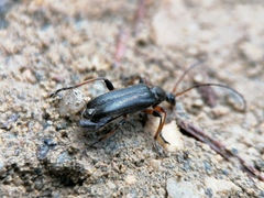Cortodera femorata