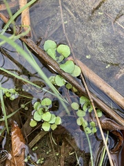 Nasturtium officinale
