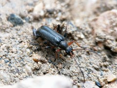 Cortodera femorata