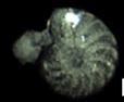 Rotalioidea