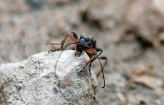 Cortodera femorata
