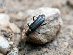 Cortodera femorata