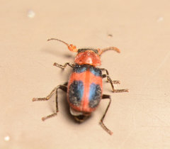 Collops quadrimaculatus