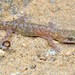 Marbled Leaf-toed Gecko - Photo (c) Joubert Heymans, some rights reserved (CC BY-NC-ND), uploaded by Joubert Heymans