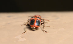 Collops quadrimaculatus