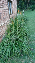 Kniphofia tysonii