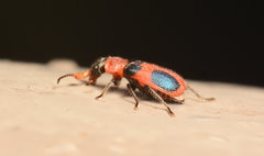 Collops quadrimaculatus