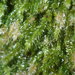 Pseudotaxiphyllum elegans - Photo (c) kilasiak, algunos derechos reservados (CC BY-NC), uploaded by kilasiak
