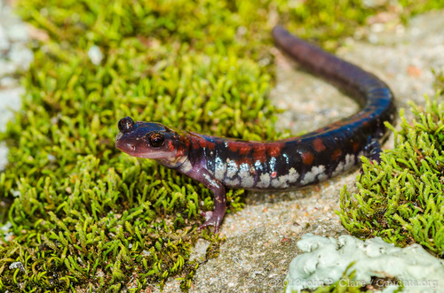 Rich Mountain Salamander