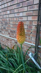 Kniphofia tysonii