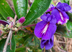 Periandra mediterranea