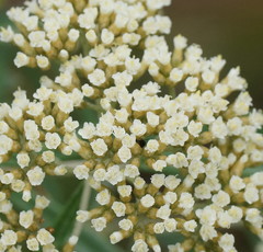 Ozothamnus ferrugineus