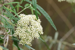 Ozothamnus ferrugineus