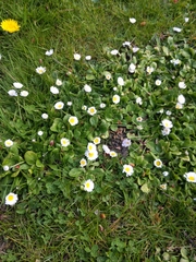 Bellis perennis