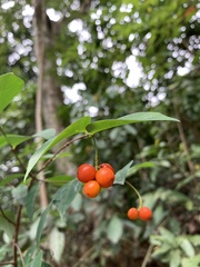 Wikstroemia